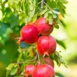 Pomegranates